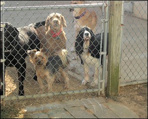 Fenced area for dogs